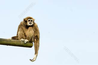White-Handed Gibbon Sitting