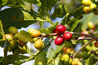 Coffee beans on the plant in cuetzalan, puebla, mexico I