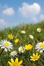 Spring Field in Bloom