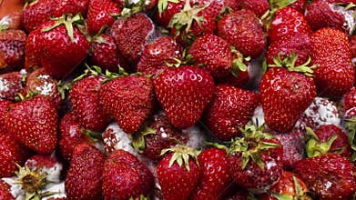 Rotting and Decay Strawberries, Mold and bacteria, Fruit quickly become small and wrinkled, Berries decompose and become