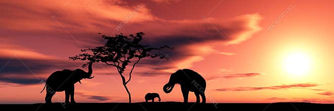 Family of elephants