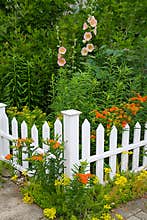 Delicate salmon-pink Hollyhocks with Butterflyweed, Yellow sedums and White Picket Fence2