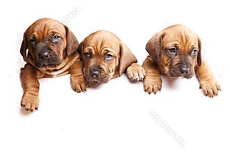 Three dogs send a message!