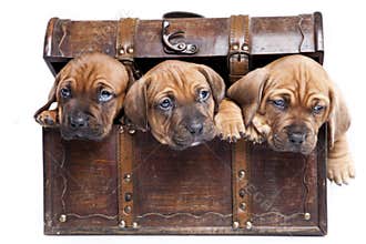 Three happy dogs on white background