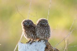 Two Young little owl Athene noctua in the wild