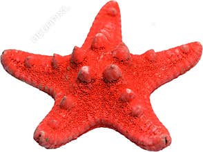 Red Star Fish