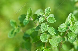 Oregano