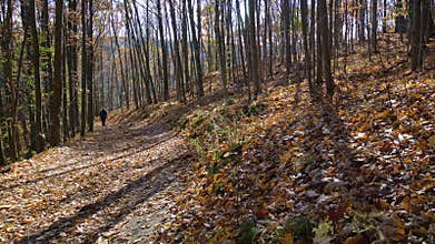 Single hiking in the forest in fall