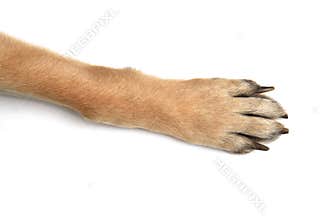 Dog paws on white background