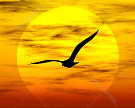 Bird and sun