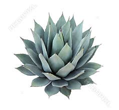 Agave plant isolated on white background