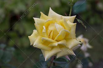 A “landora” rose flower, close-up