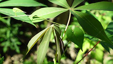 Young cassava leaves