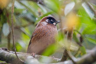 Black-faced Laughingthrush Trochalopteron affine wild bird sitting on the branch in fores