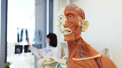 Female doctor examining X-rays and taking notes in modern medical office