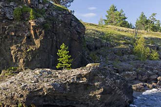 A lone young pine growing on a rocky cliff
