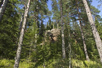Sunny pine forest in rocky ground