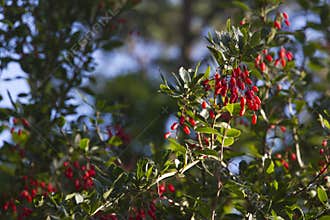 Barberry berries on the branches of the tree
