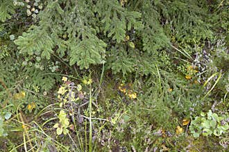 Forest background: spruce branches, grass, moss and leaves