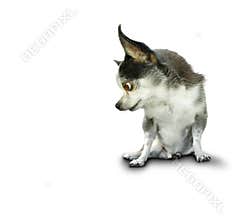 Dog look