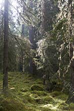 Forest edge after rain in sunlight