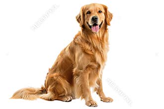 Golden retriever dog isolated on white background. Studio pet photo. AIG57.