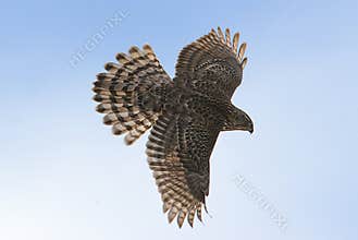 Juvenile Northern Goshawk