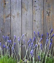 Wood Lavender Flowers Background
