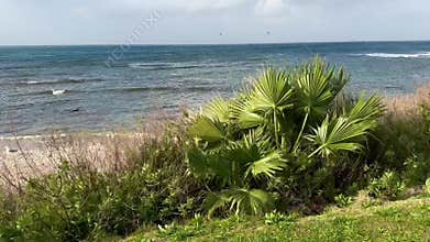 view of Haifa\'s coastline through a palm tree.