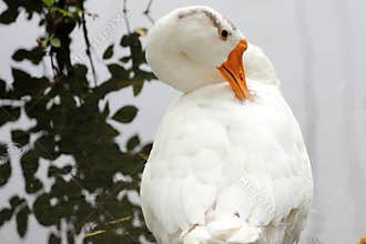 Close-up shot of a goose grooming its feathers.
