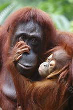 Orang Utan 1