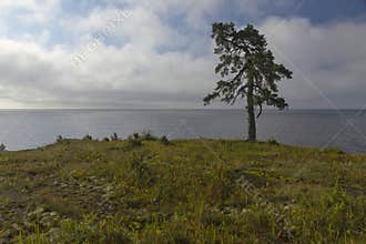 A lone pine tree on the shore of Lake Ladoga