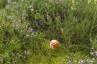 A mushroom amongst the moss