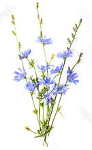 Chicory