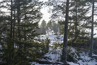 An icy bush in a coniferous forest