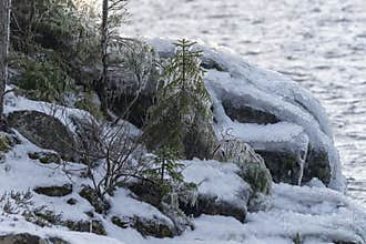 A small icy spruce tree on a rocky bank