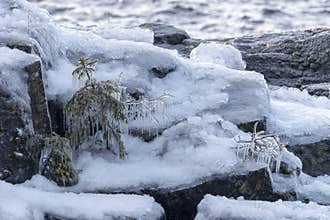 Snow-covered rocks and icy little spruce trees on the lakeshore