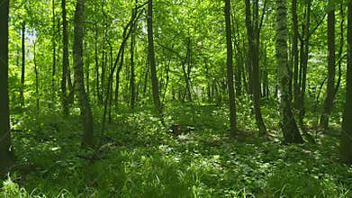 Abstract Natural Background Of Green Grass And Beauty Blurred Bokeh. Green Planet Protection. Steadicam Shot.