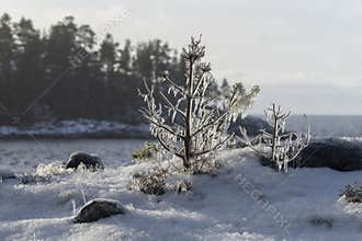 A small pine tree covered with icicles against the background of the forest and lake