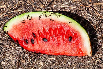Black ants eat the remains of red watermelon pulp from peel lying on ground among branches of dry grass. Ways of