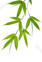 Bamboo