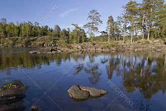 The pine trees on the rocky coast and their reflection