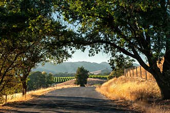 Sonoma wine country