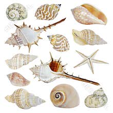 Sea shells collection