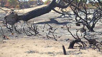 Ashes, burnt trees after a fire in a Turkish forest