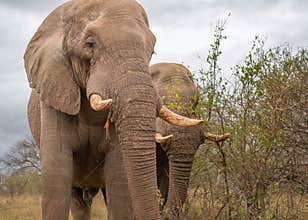 Two African elephant bulls eating acacia sticks.