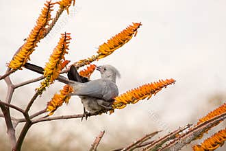 A grey lourie or go away bird preparing to eat some aloe flowers.