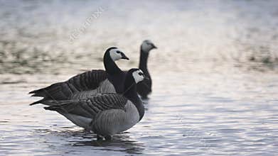 Beautiful black and white goose hunt fish in lakes, rivers, and canals.