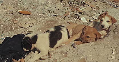 Homeless Puppies Bask In Sun. Orphan Concept. Little Puppies Whine. Hungry Little Puppies. Compassion For Animals. Young