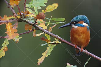 Kingfisher, Alcedo atthis